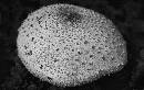 Mushroom  (900Wx570H) - Mushroom - 2008 - Canon 28-300 Lens  