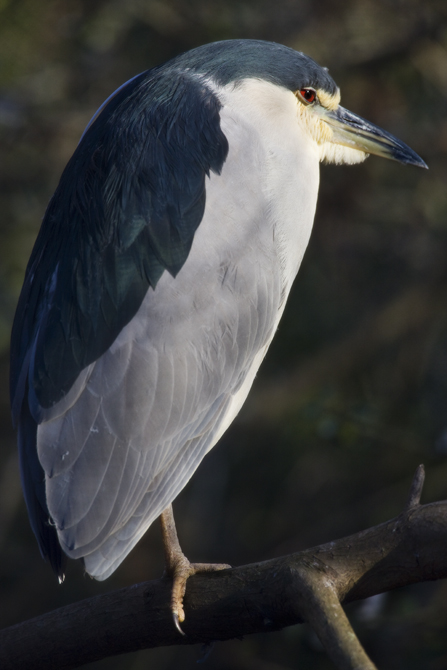 Download Night Heron Best (447Wx670H)