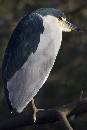 Night Heron Best (447Wx670H) - Night Heron Best - 2008 