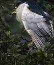 Night Heron (500Wx600H) - Night Heron - Alligator Farm - 2008 