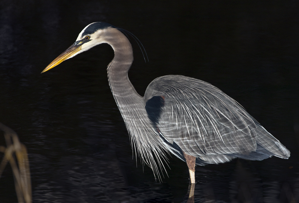 Download Night in the Marsh (1028Wx700H)