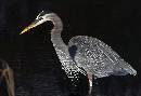 Night in the Marsh (1028Wx700H) - Night in The Marsh - Amelia Island - 2010 