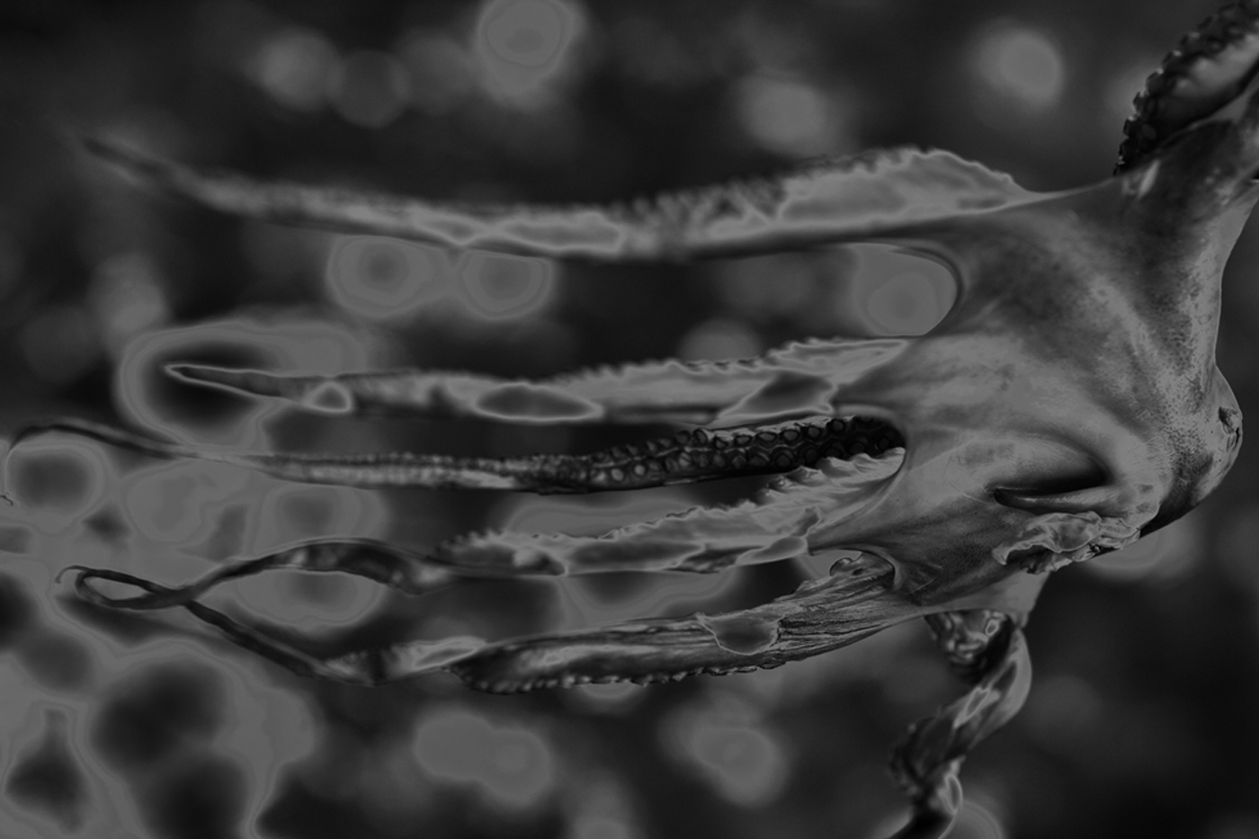 Download Octopus (1400Wx933H)