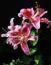  (450Wx583H) -  