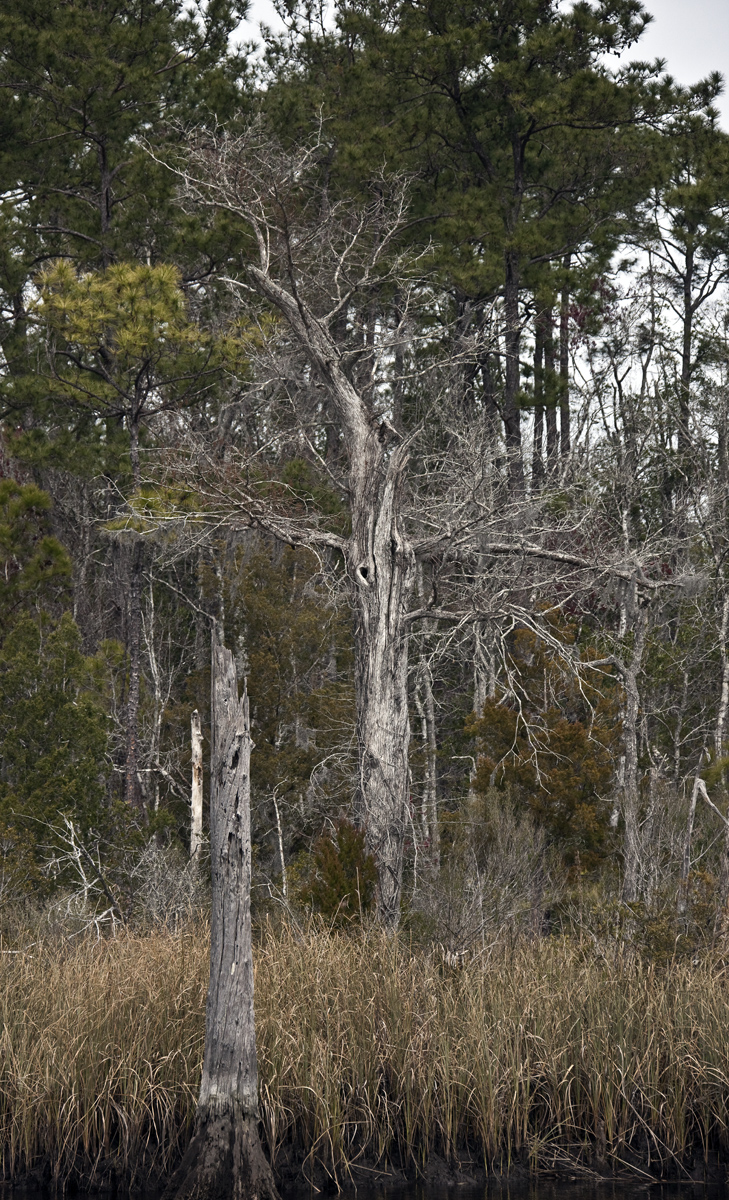 Download Old Tree (729Wx1200H)