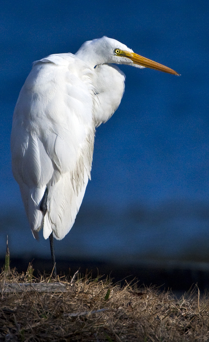 Download One Legged White (672Wx1100H)