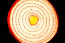 Onion (603Wx402H) - Onion - 2005 