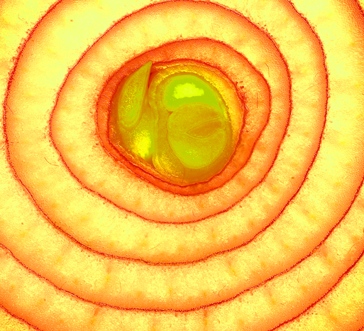 Download Onion Center (513Wx466H)