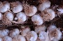  (700Wx456H) - Onions 