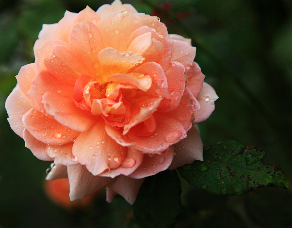 Download Orange Flower  (1023Wx800H)