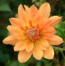  (560Wx572H) - Orange Flower, Monet's Garden 