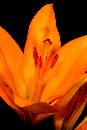 OrangeFlower (405Wx608H) - Orange Flower - 2006 