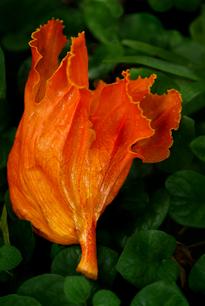 Download OrangeLettace (405Wx605H)