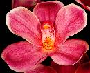 Orchid (549Wx446H) - Orchid -2006 