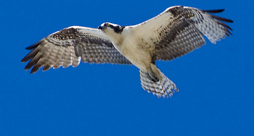 Download Osprey (2700Wx1446H)