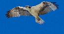 Osprey (2700Wx1446H) - Osprey - Amelia Island - 2008 