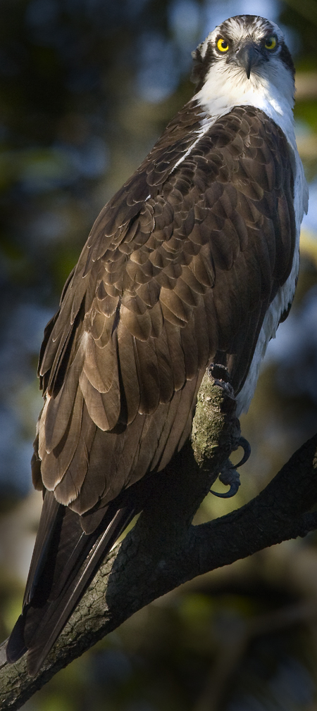 Download Osprey 4 (450Wx1010H)