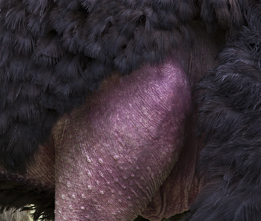 Download Ostrich Leg (836Wx707H)