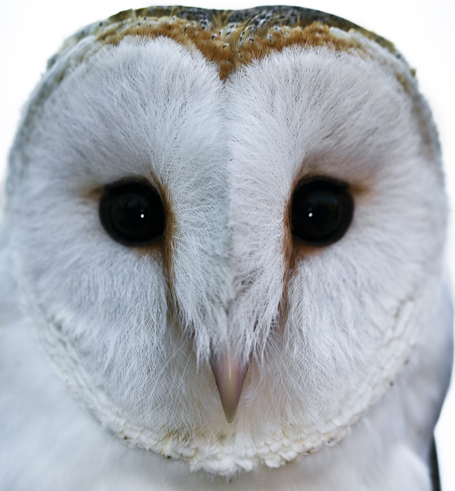 Download Owl Face (928Wx1000H)
