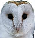 Owl Face (928Wx1000H) - Owl Face - 2010 