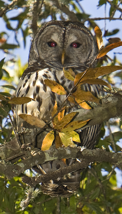 Download Owl Willow Pond (409Wx720H)