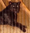  (600Wx650H) - Panther, Chicago Zoo 