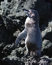  (475Wx594H) - Penguin - Galapagos - 2002 