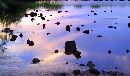  (700Wx408H) - Pond - Galapagos - 2002 