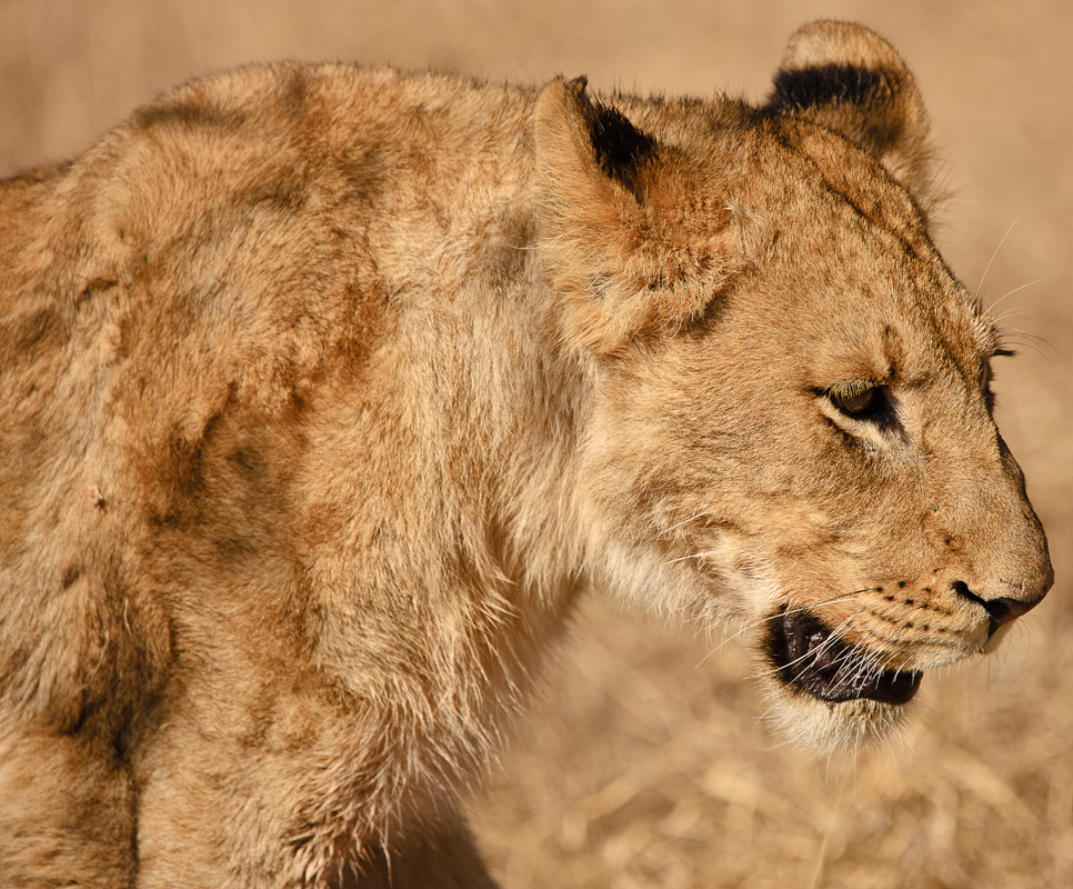 Download Pacing Lion (966Wx800H)