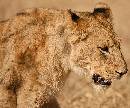 Pacing Lion (966Wx800H) - Pacing Lion - Africa - 2010 