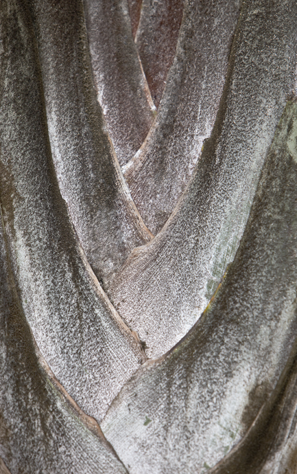 Download Palm Bark (433Wx690H)