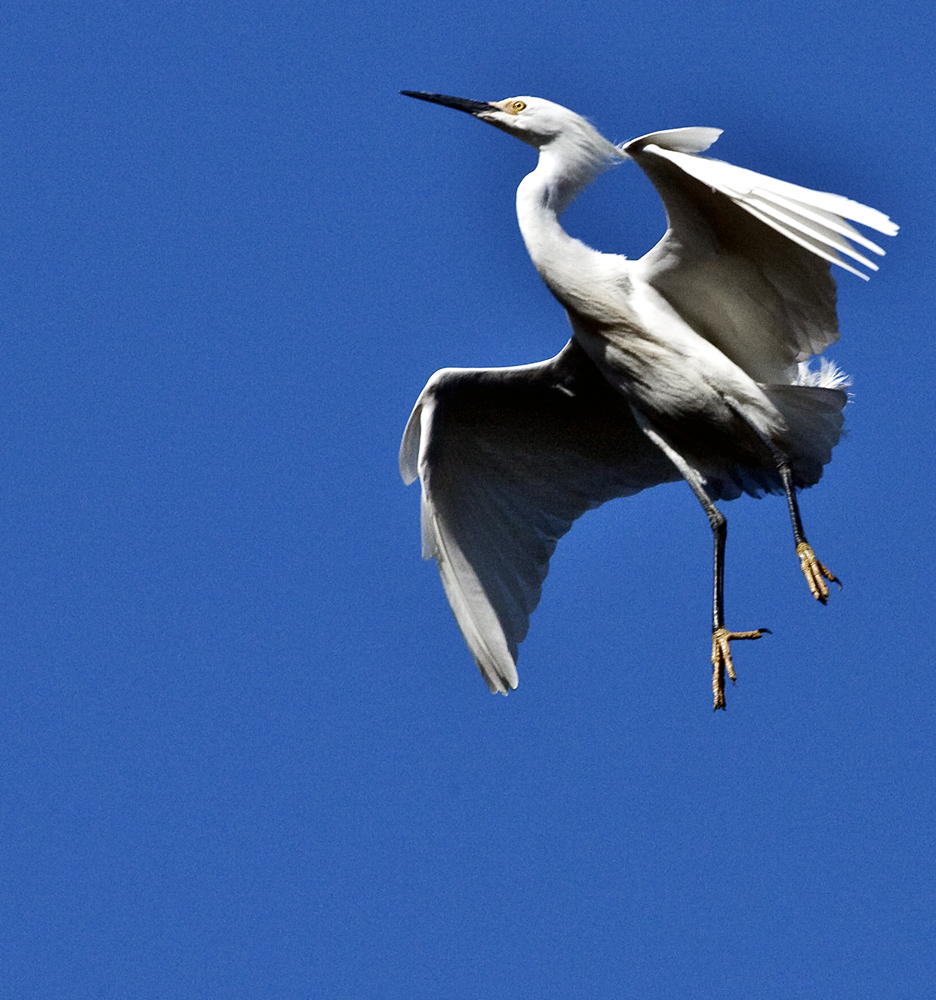 Download Parachute (936Wx1000H)