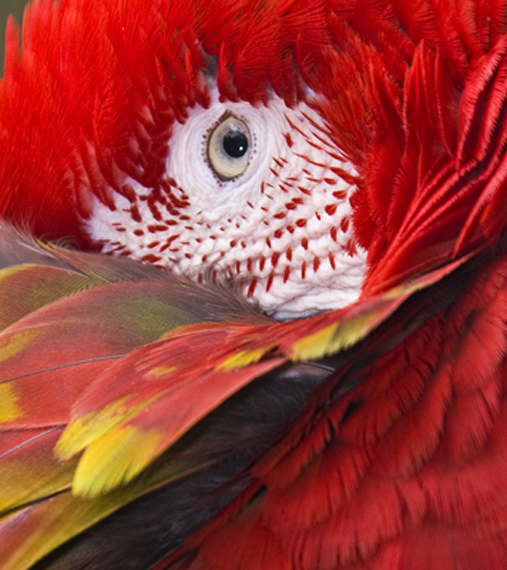 Download Parrott Eye (507Wx570H)