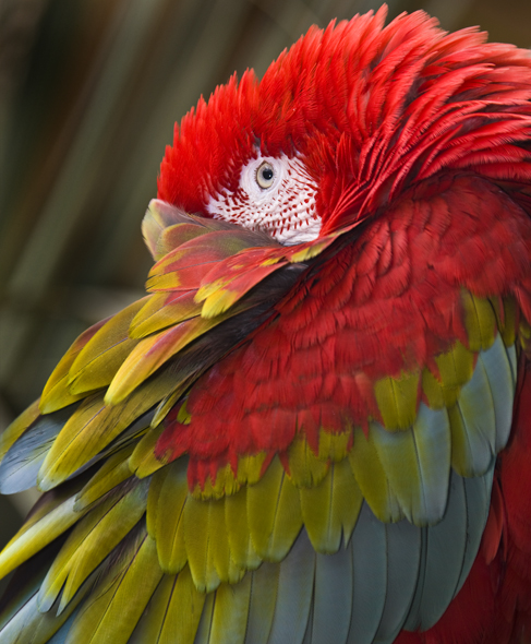 Download Parrott  (487Wx590H)