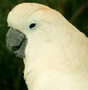 Parrott - 2005 (486Wx494H) - White Parrott - 2005 