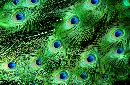  (700Wx456H) - Peacock Cape May Zoo, 2002 