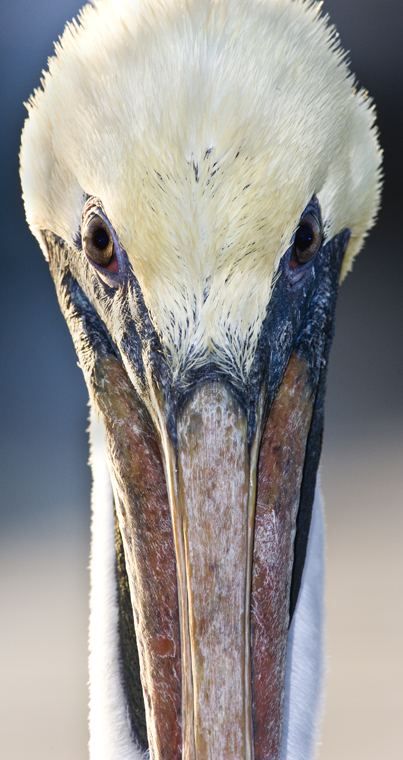 Download Pelican Face on (403Wx760H)