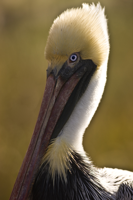Download Pelican Blue Eyes 2 (440Wx660H)