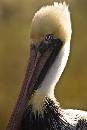 Pelican Blue Eyes 2 (440Wx660H) - Pelican Blue Eyes 2 