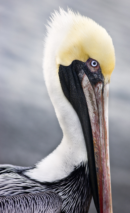 Download Pelican Blue Eyes (421Wx690H)
