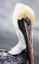 Pelican Blue Eyes (421Wx690H) - Pelican Blue Eyes 