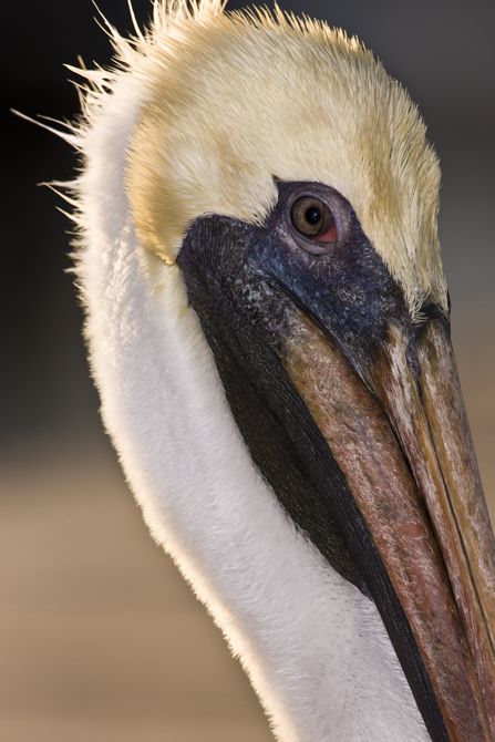 Download Side View (447Wx670H)