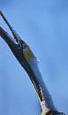 Pelican Stretching (585Wx987H) - Pelican Stretching - Amelia - 2008 