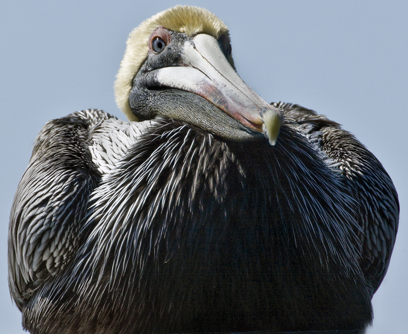 Download Pelican in Face (810Wx664H)