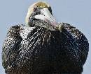 Pelican in Face (810Wx664H) - Pelican in Your Face - Amelia - 2008 