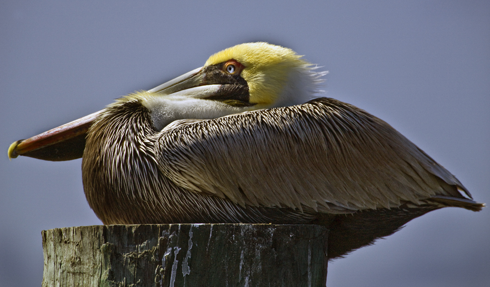 Download Pelican Pile Horizon (990Wx579H)