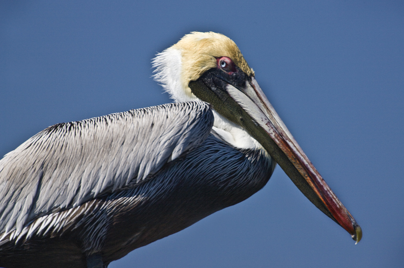 Download Pelican w/ Attitude (810Wx537H)