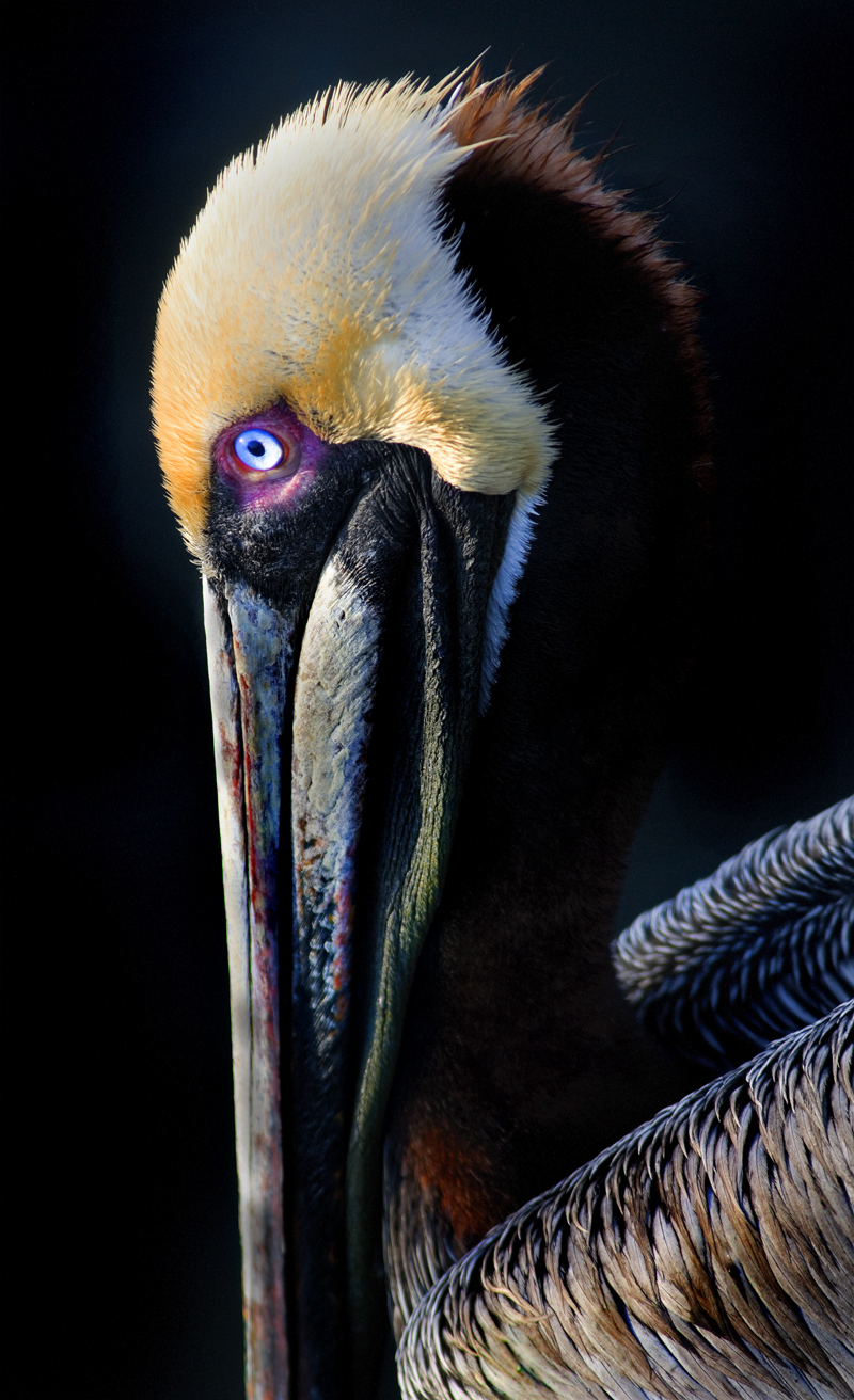 Download Pelican 5 (800Wx1312H)