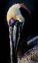 Pelican 5 (800Wx1312H) - Pelican - Amelia Island - 2007 