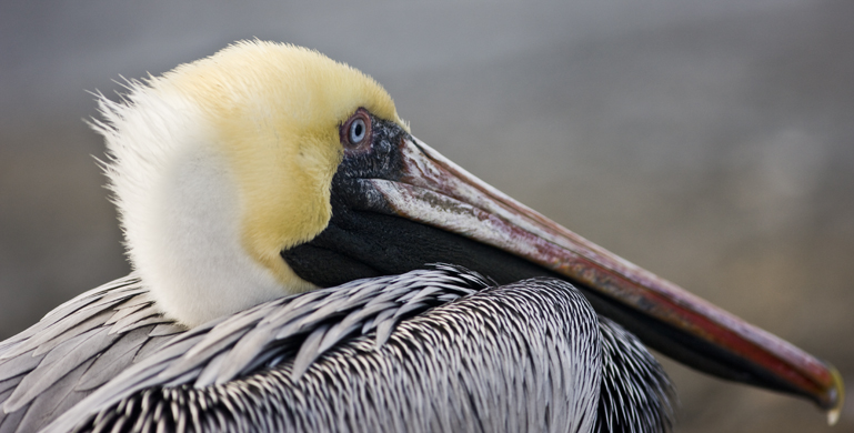 Download Pelican's View (769Wx390H)
